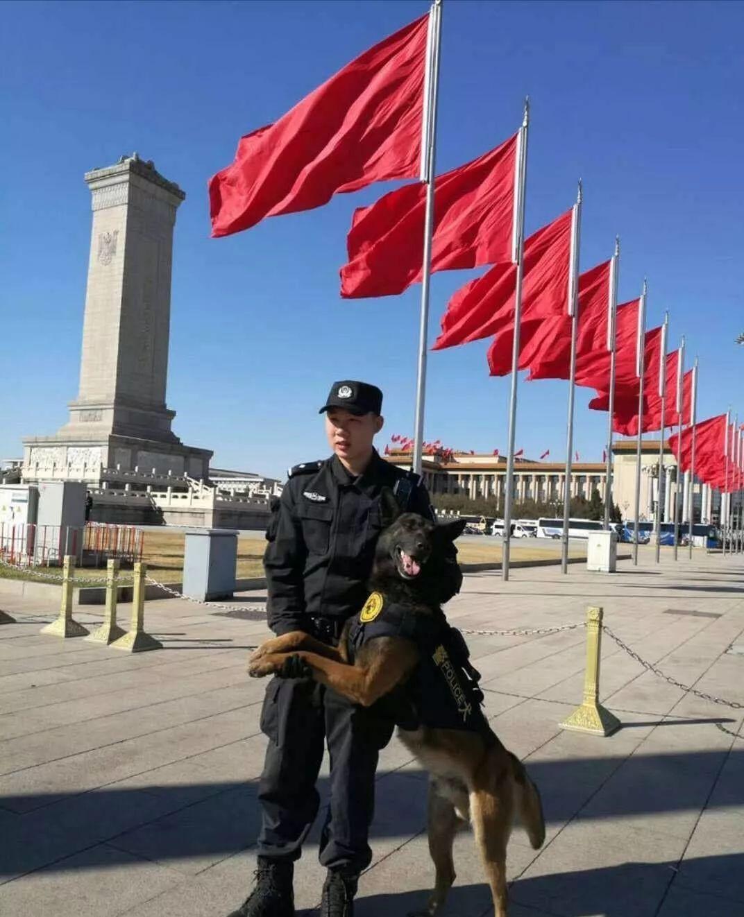 退役警犬看見(jiàn)升國(guó)旗正襟危坐