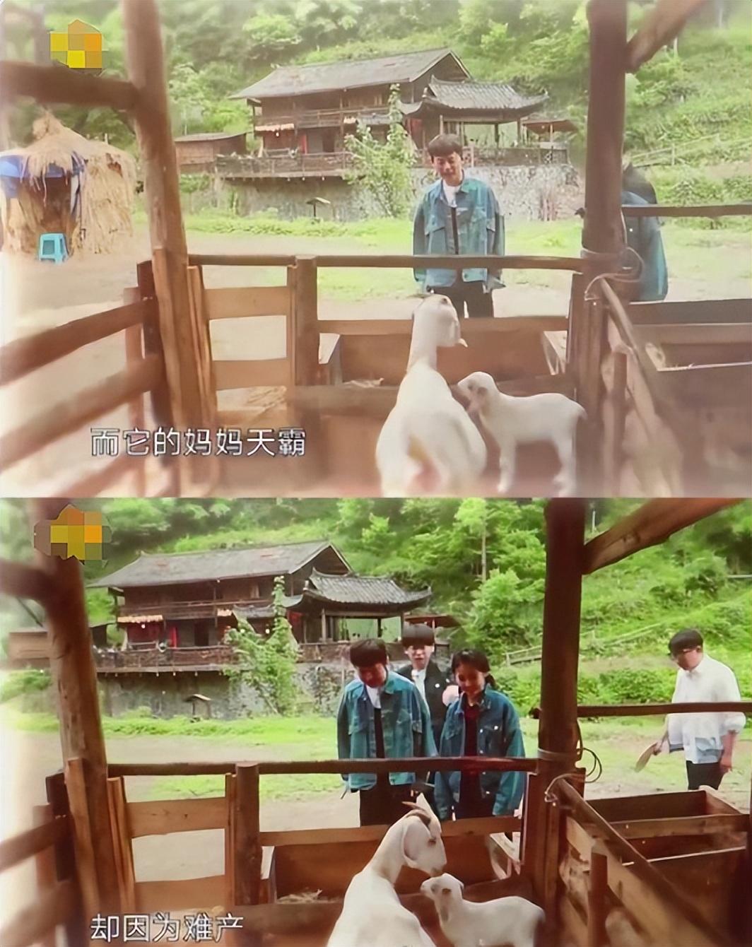 向往的生活小羊小不點去世