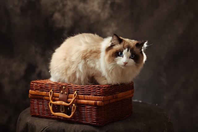 俄羅斯的貓用尾巴擋彈片救下主人