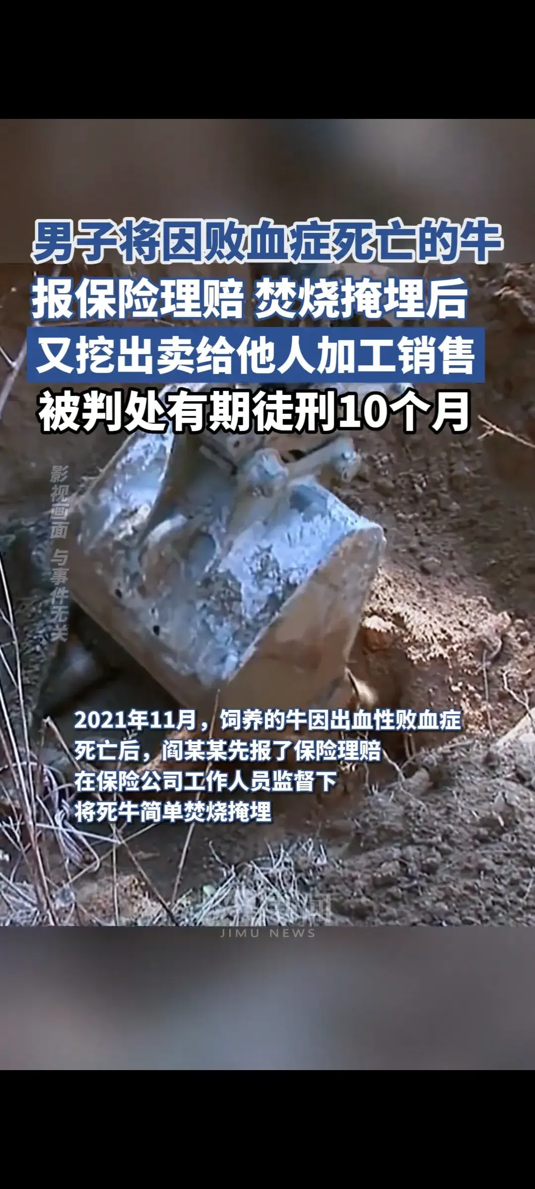 男子獲理賠后又將病死牛挖出來賣