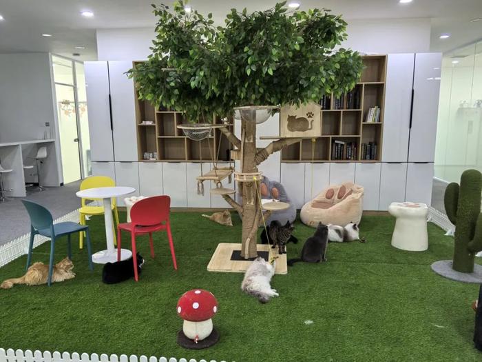 從吃飽到吃好,給貓咪“美毛”的VCare,兩年擠進天貓品類top前5